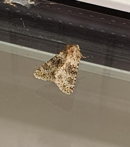 Réf. 258 090 : Hecatera dysodea
